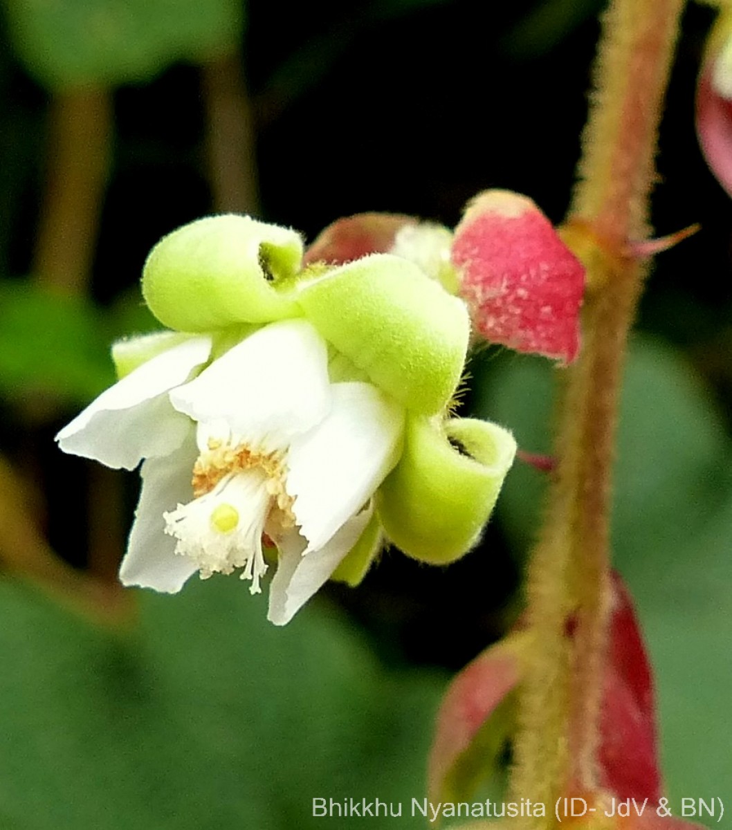 Rubus indicus Thunb.